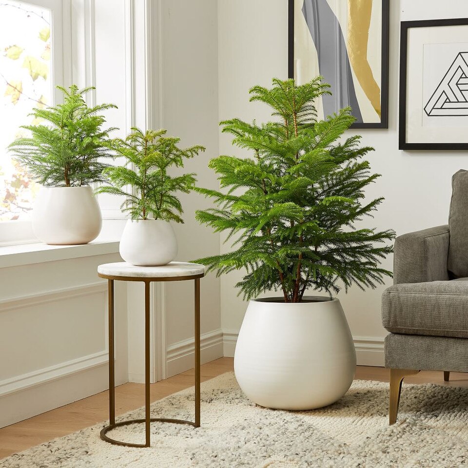 Pure White Ceramic Planters West Elm UK